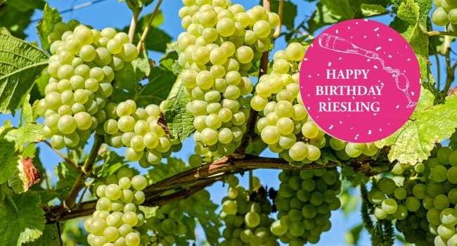 Druvan Riesling - omslagsbild med gröna druvor