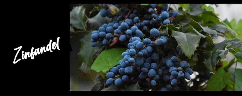 Zinfandel 2 omslag druvor