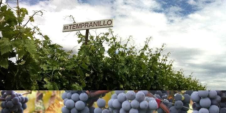 tempranillofront
