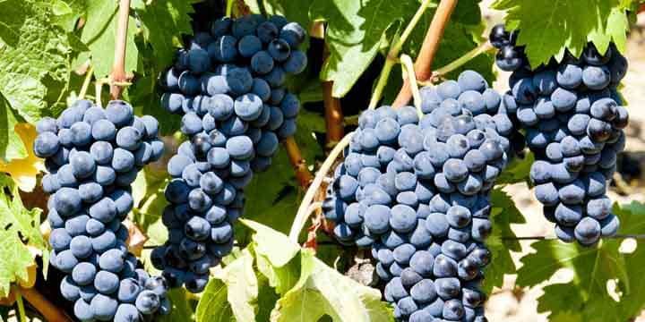 blue-grape-la-rioja-spain