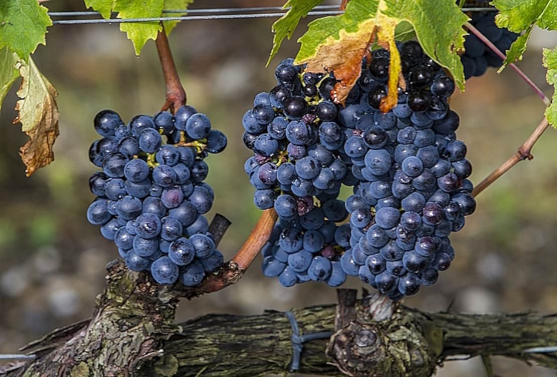 Blaufränkisch omslag 1