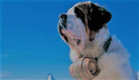 Cognac St Bernhard och Konjakskrus