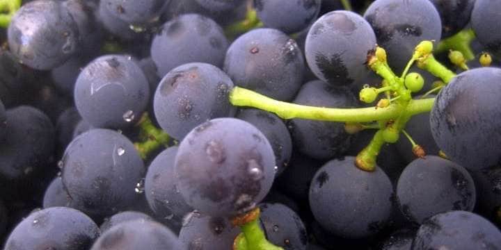 malbec_front