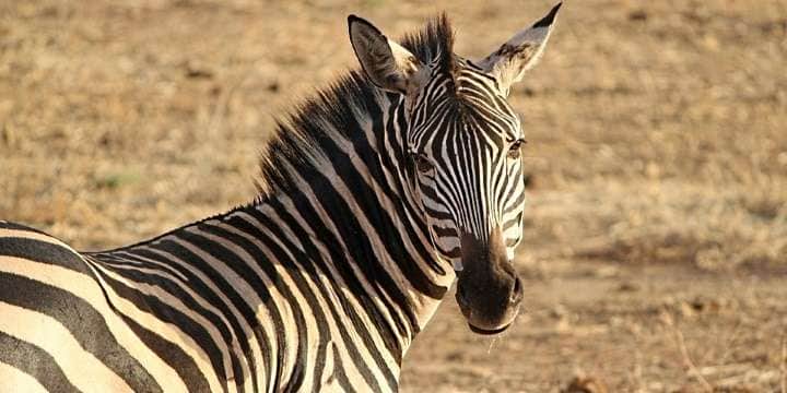 zebrafront