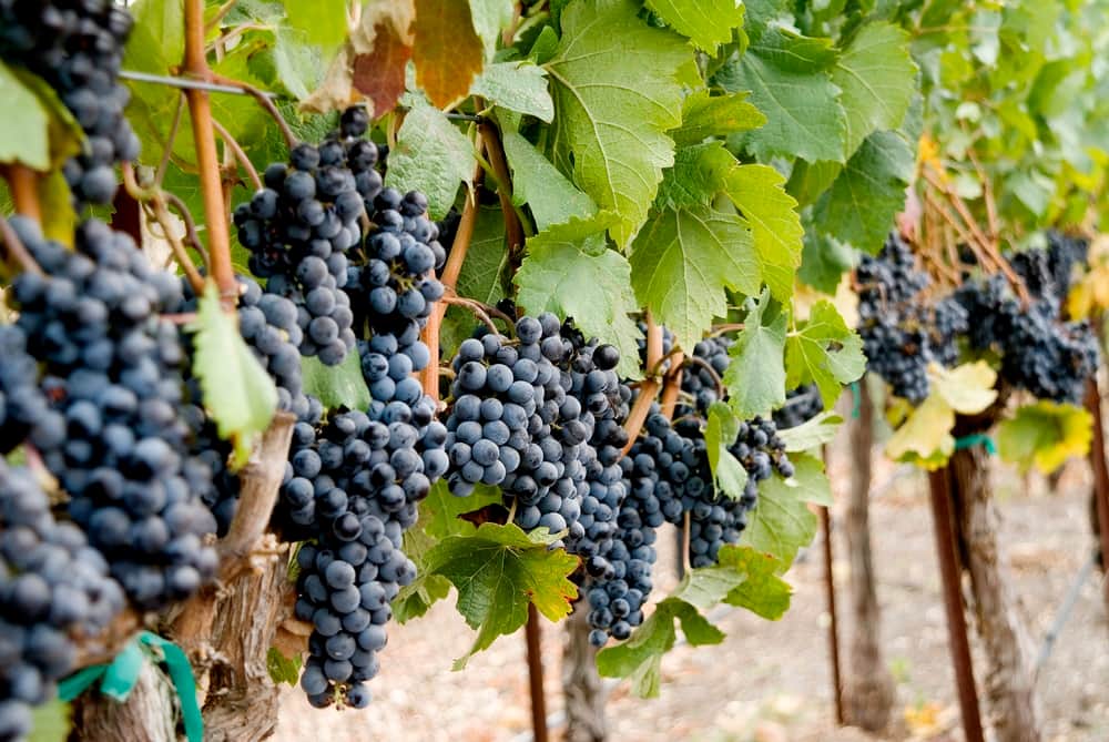 grapes-on-the-vine