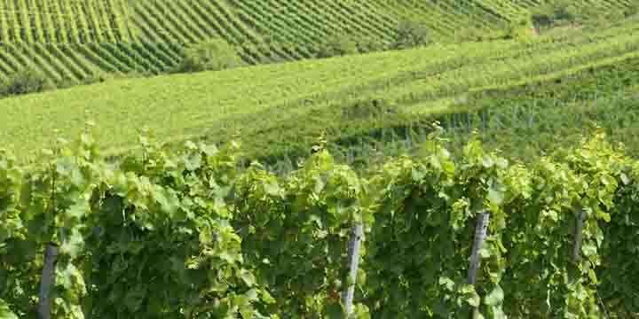 hilly-vineyard-12-stuttgart