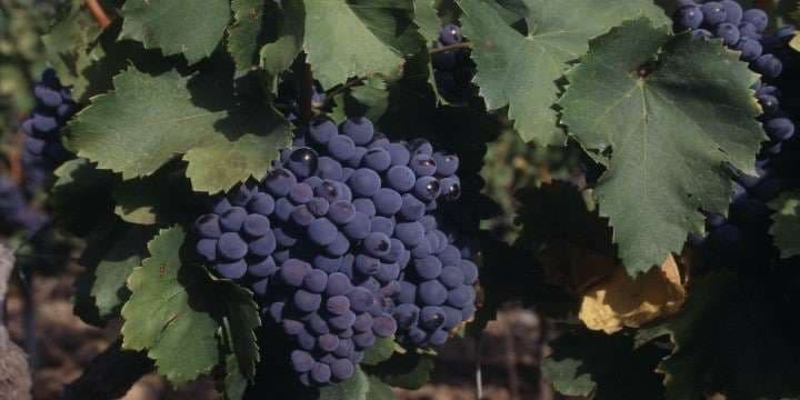 grenache-grapesphotoclaes-lofgrenwww-winepictures-com