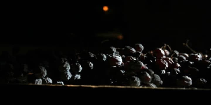 amarone-vin-druvor