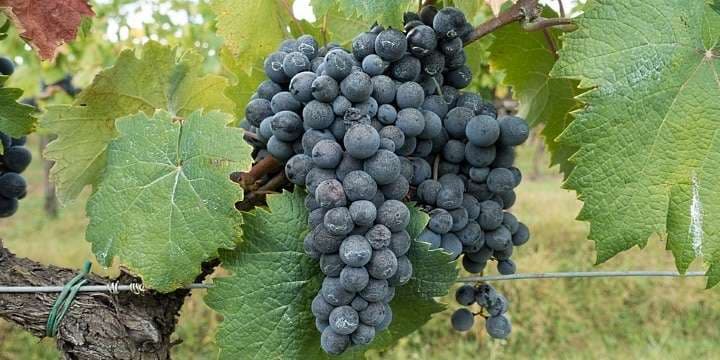 grape
