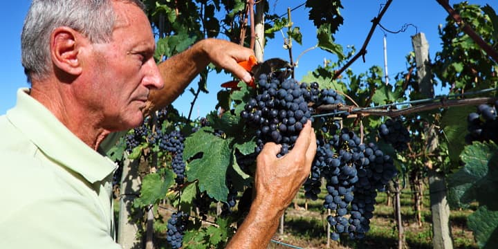 pinot-noir-en-trendig-och-popular-druva