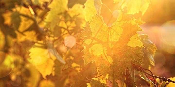 grape-vines-at-sunset