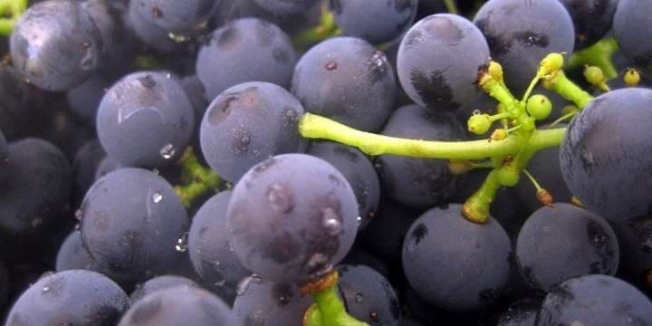 malbec_front