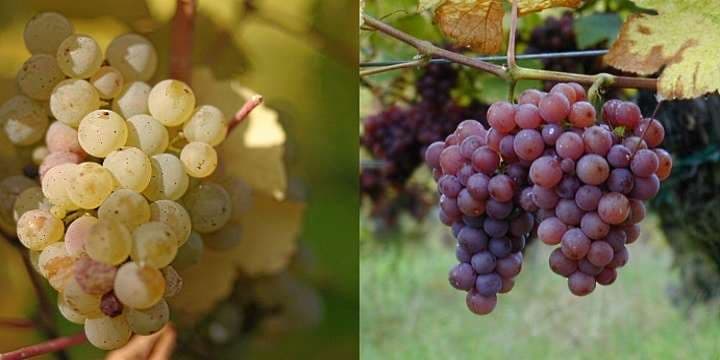 gewurtzriesling