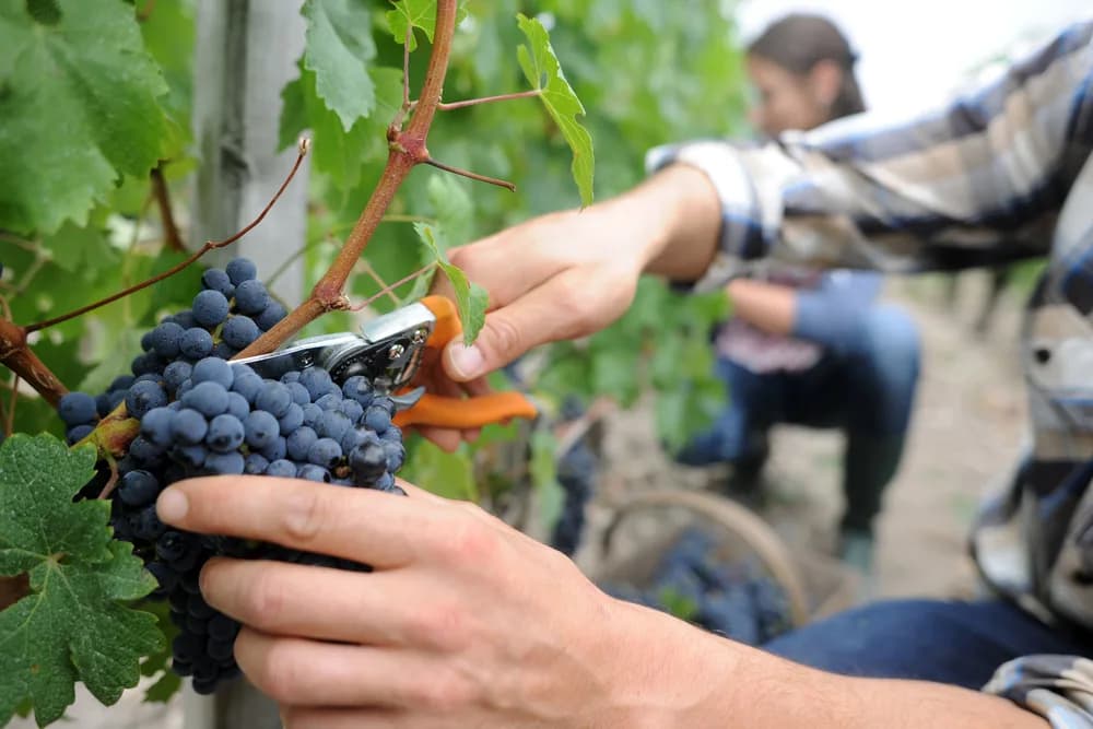 Uppläggning av vin och mat på ett bord, stilbild för vin- och matmagasin