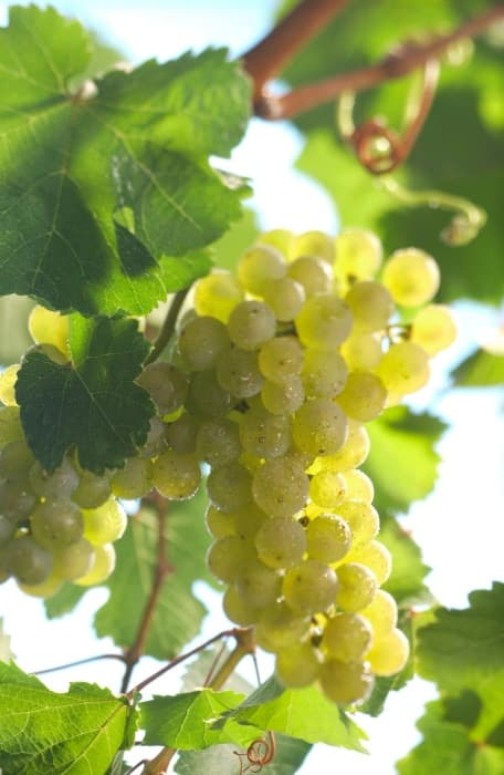 riesling