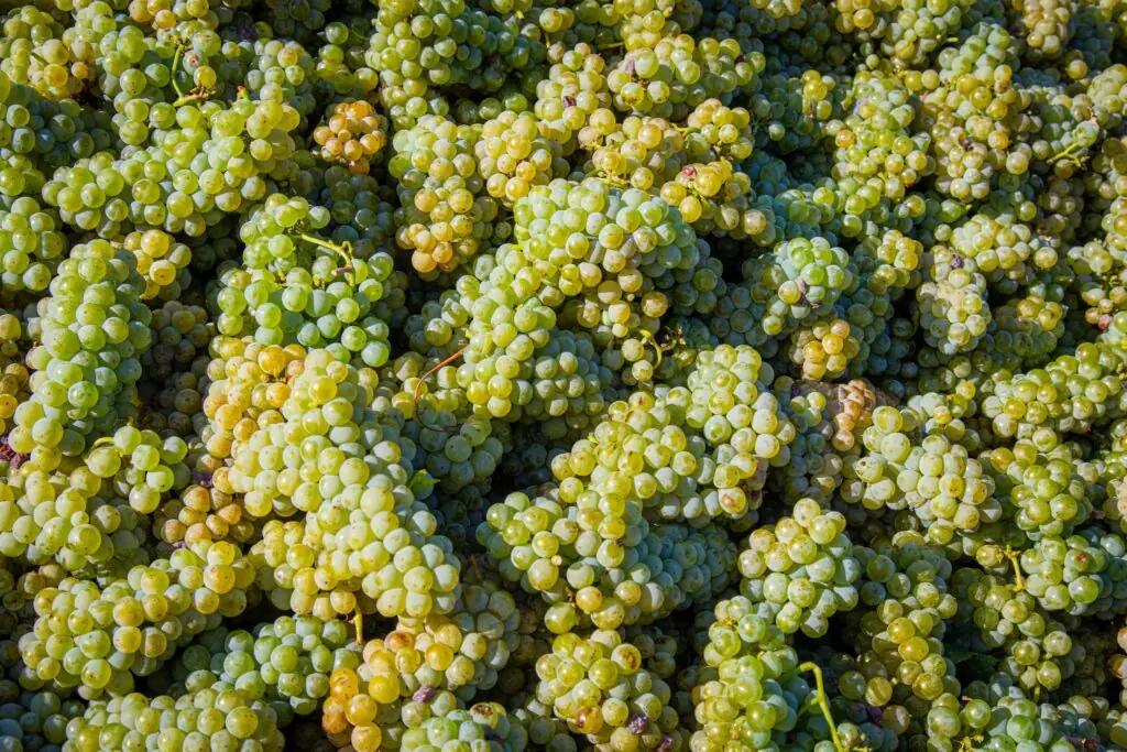 Sémillon