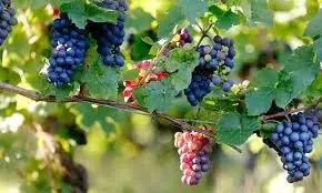 Pinot Noir Vitt Vin och Hälsa