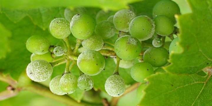 En utsökt druva: Grüner Veltliner