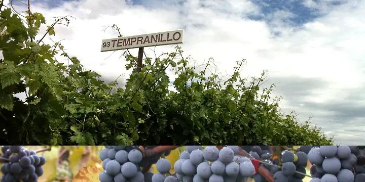 tempranillofront