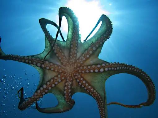en bläckfisk simmar i havet 