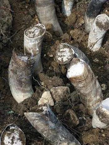 Biodynamiskt - horn som prepareras