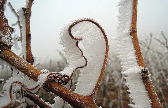 vintender - frost