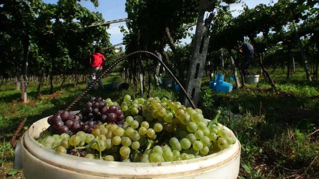 Valpolicella – möt vinmakerskan Cristiana Bettili