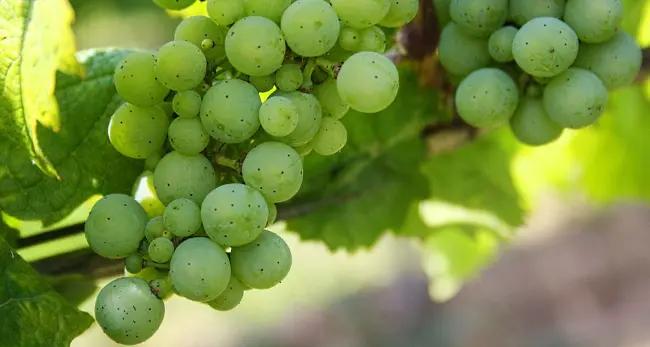 Riojas vita viner - gröna druvor