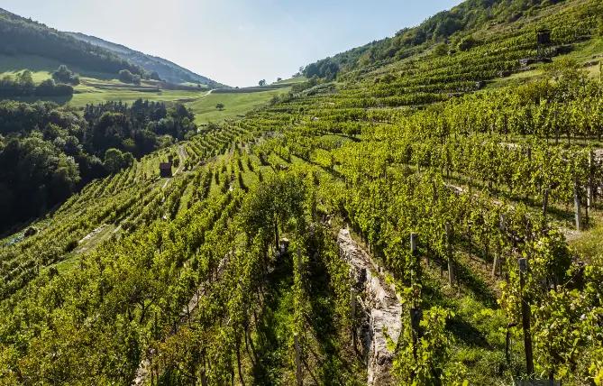 Domäne Wachau - Följer strikta regler för vinodlingen 
