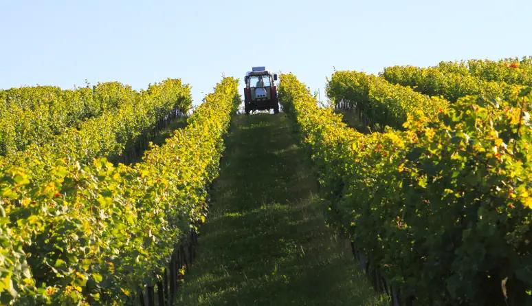 Weingut Thüringer - Tre generationer arbetar på vingården 