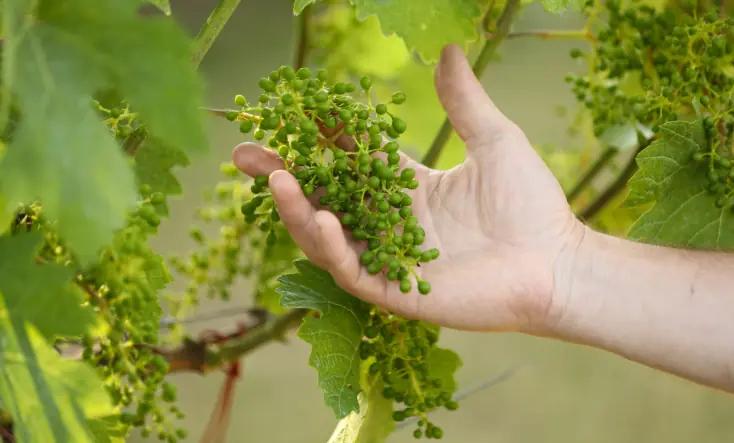 Weingut Tom Dockner - Vinodlingar med örter och insekter 