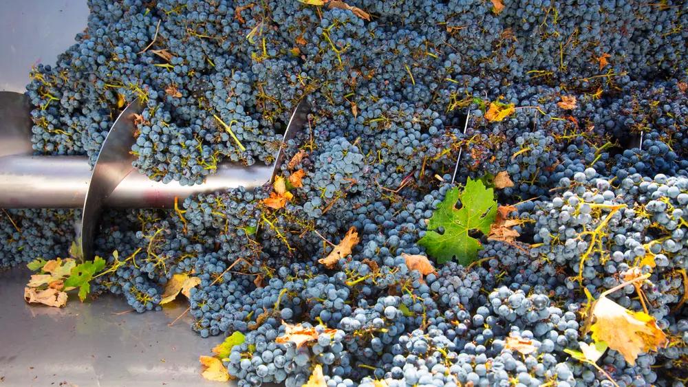 Cabernet sauvignon