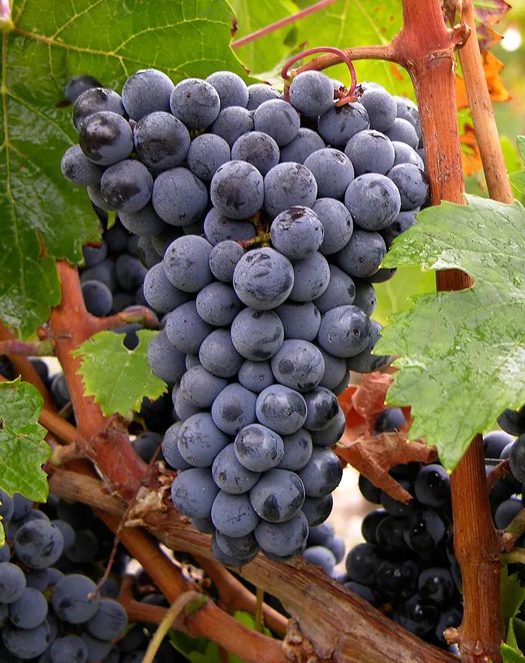 Cabernet Franc