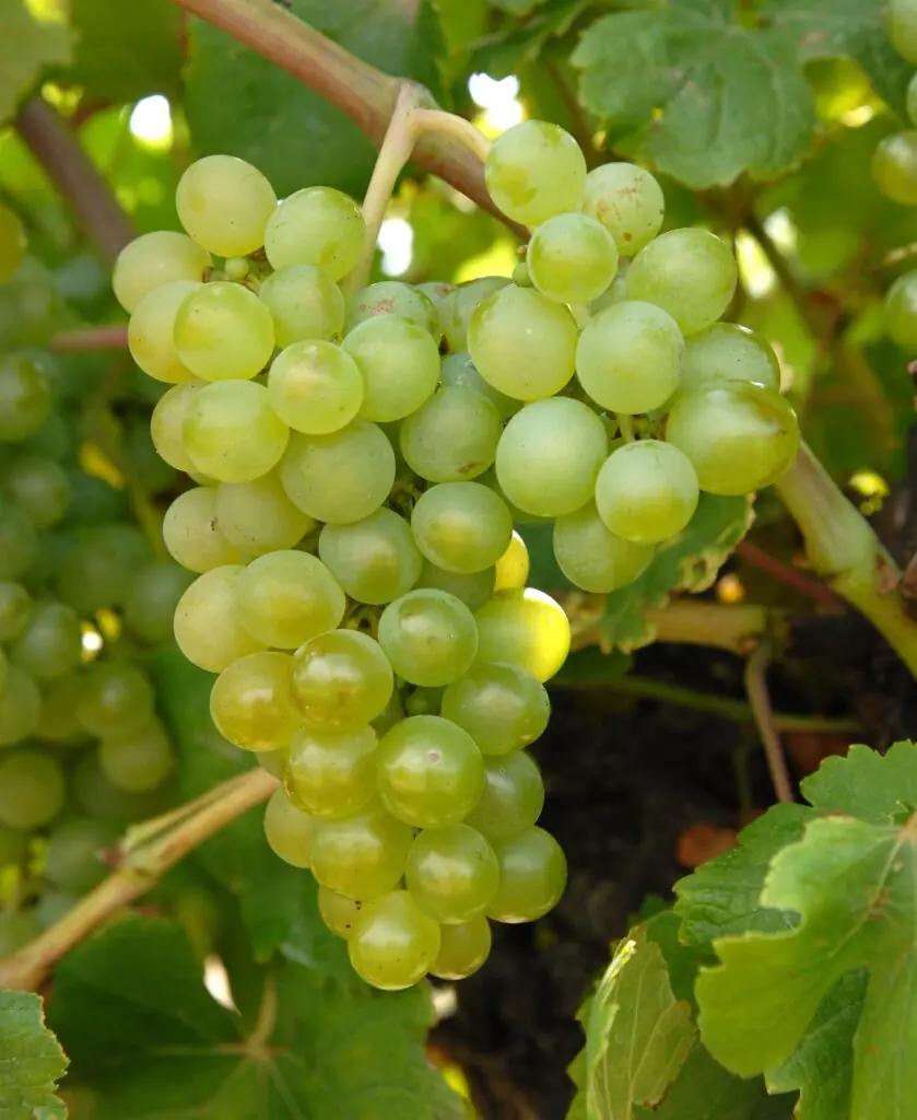 Verdejo