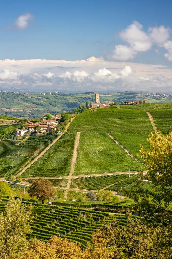 Nebbiolo