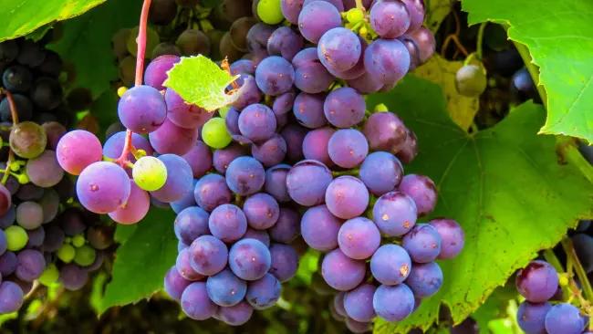 socker i vin - en klase vindruvor