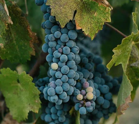 Pinot gris - druva i klase
