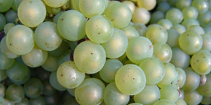 Vinskolan – lär dig allt om druvan Chardonnay