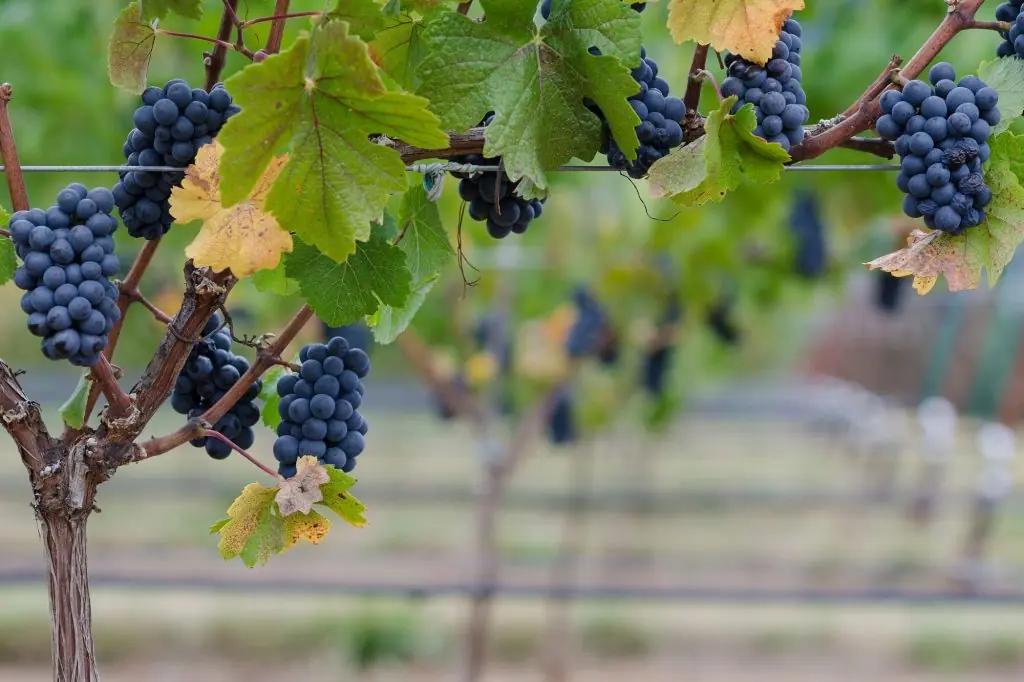 mat-till-pinot-noir