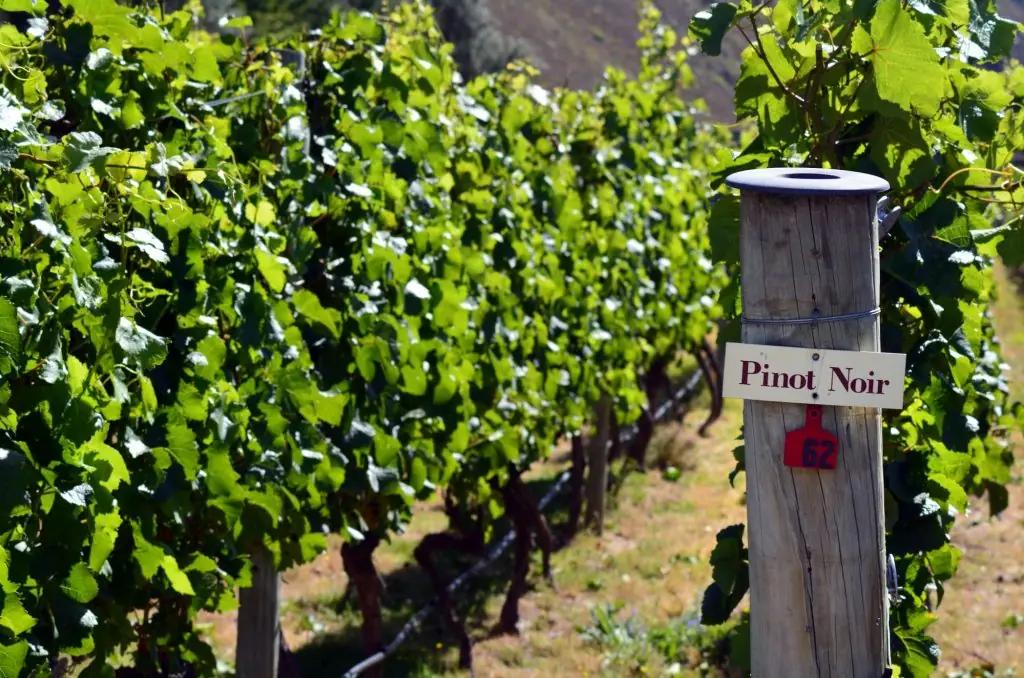 pinot-noir-passar-till