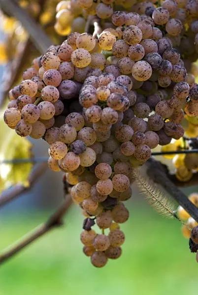 Gascogne Gros Manseng