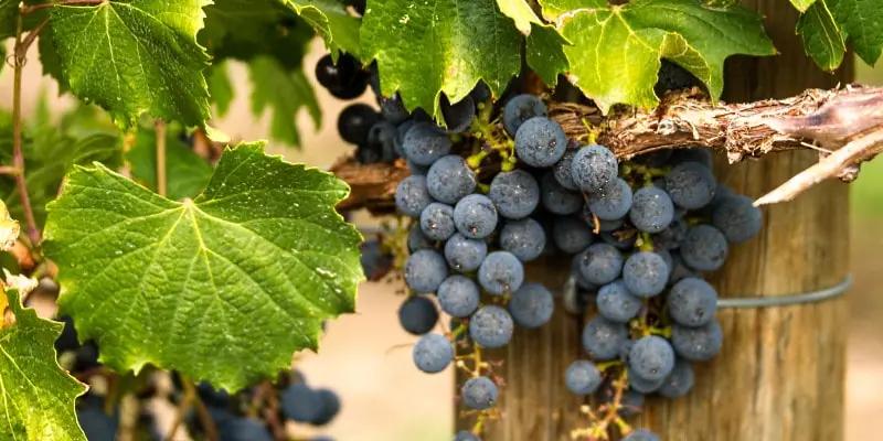 Brittisk odlad Pinotage får sin release i år