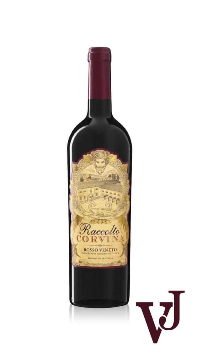Raccolto Corvina