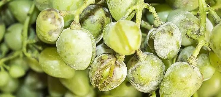 Vingårdar kämpar mot mögel