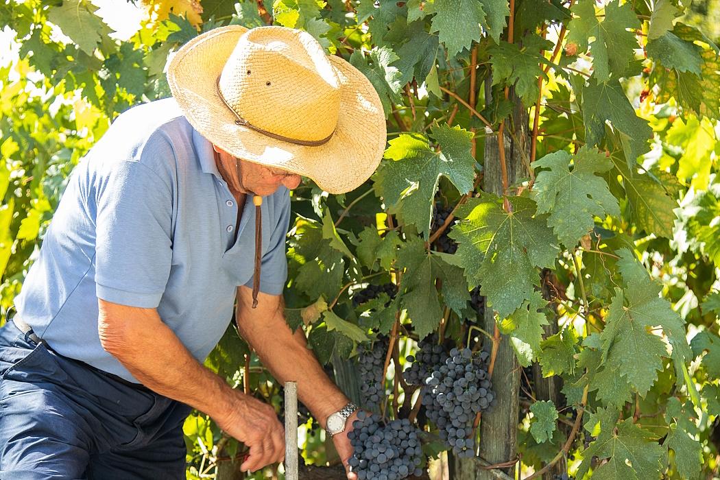 Vinfrågor: Klassificeringar Rioja och Kalifornien
