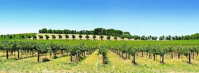 Frankrike producerar minst vin på 67 år