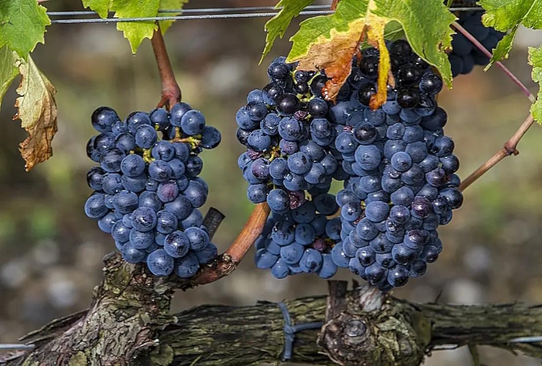 Blaufränkisch omslag 1