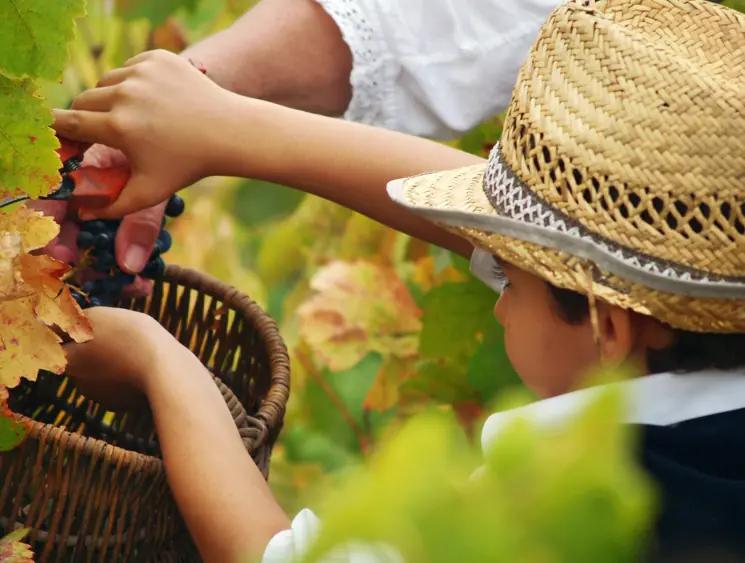 Svenskt vin mer populärt internationellt