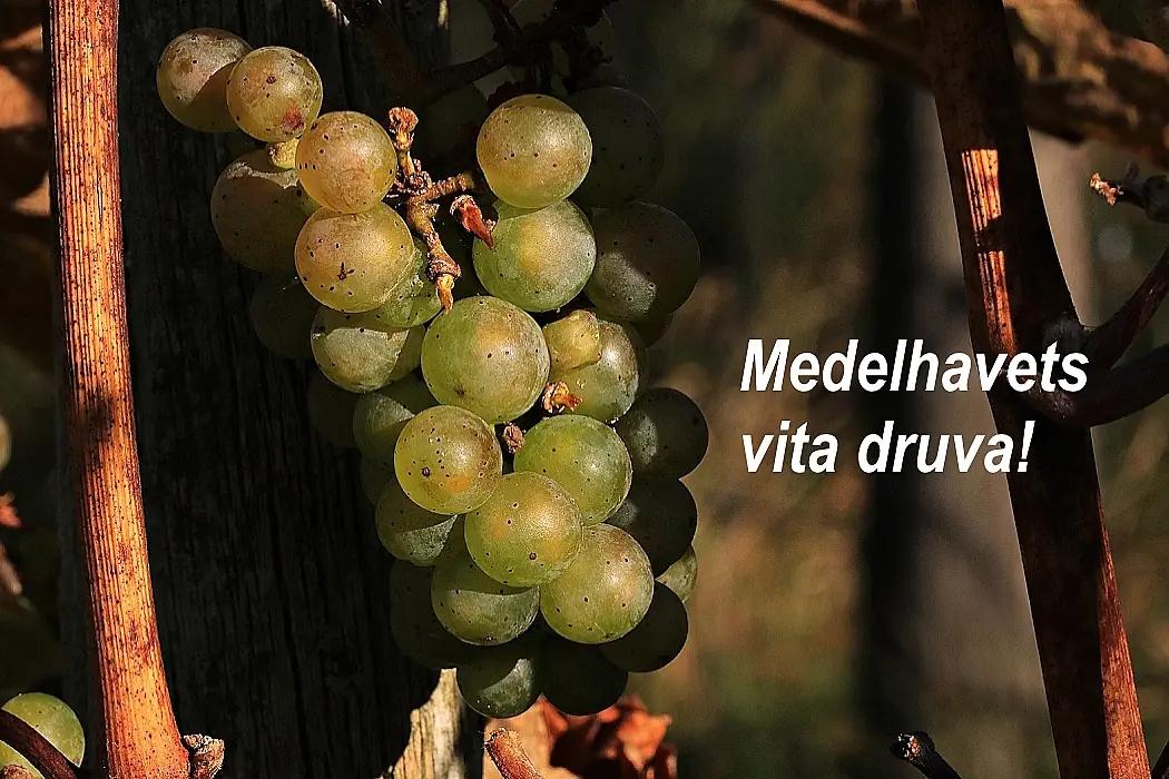 Vermentino omslag