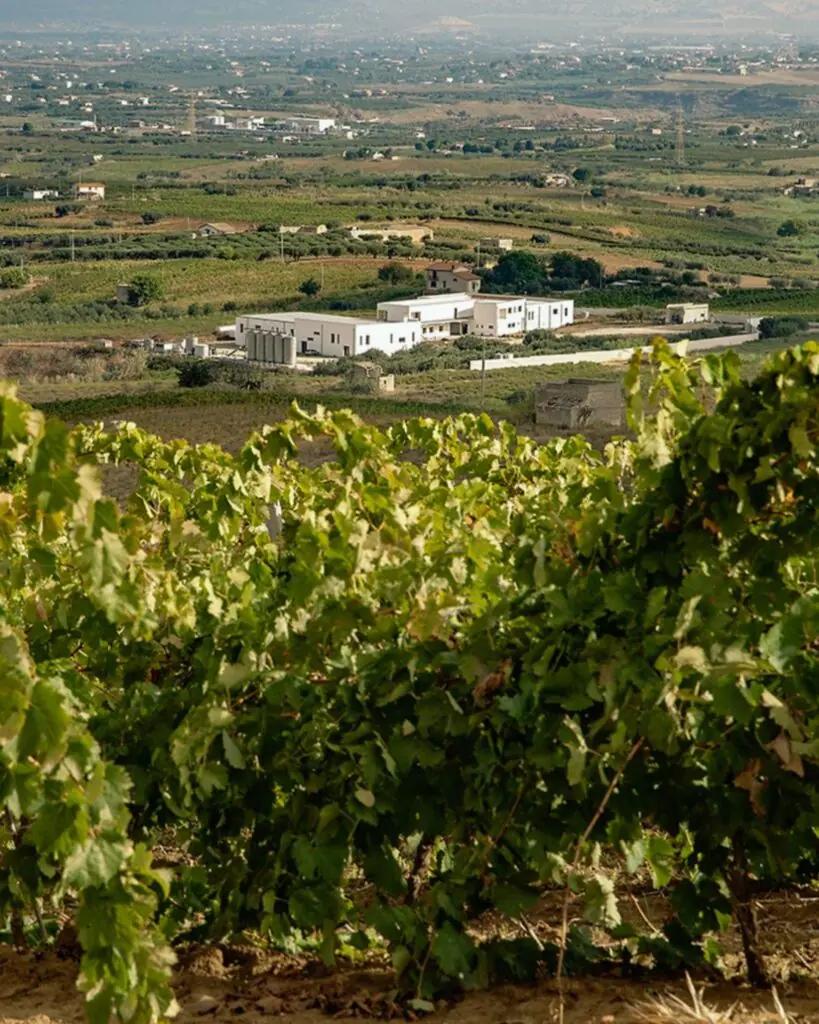 Tola – En smak av Sicilien, rotad i passion och plats